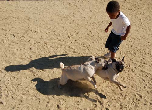Hug Pug Sunday October 9, 2005