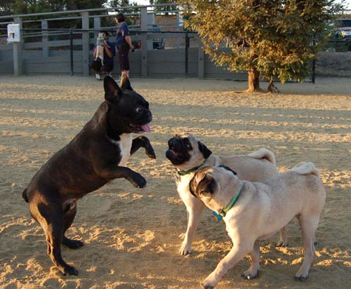 Hug Pug Sunday August 14 2005 - Week in Review