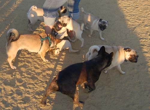 Hug Pug Sunday August 14 2005 - Week in Review