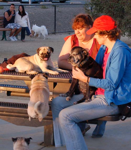 Hug Pug Sunday August 14 2005 - Week in Review