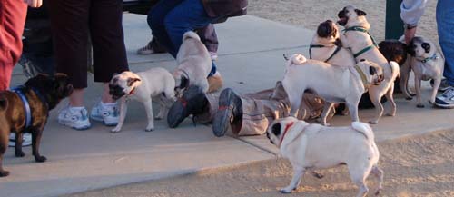 Hug Pug Sunday September 11, 2005