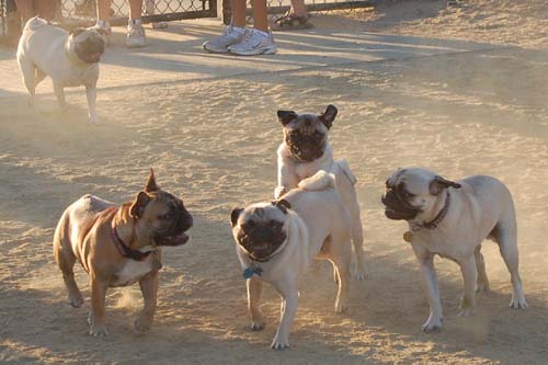 Hug Pug Sunday September 4, 2005