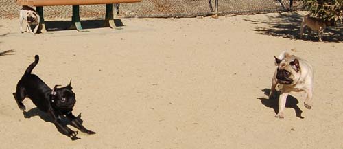 Hug Pug Sunday October 16, 2005