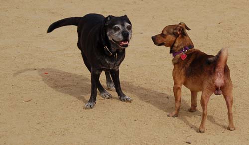 Hug Pug Sunday September 25, 2005