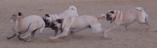 Hug Pug Sunday September 11, 2005