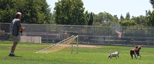 Sheba having puppy chasing fun with a friend