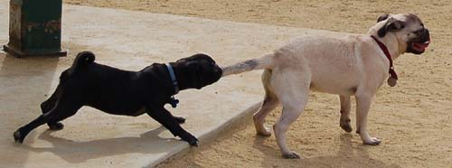 Hug Pug Sunday September 25, 2005