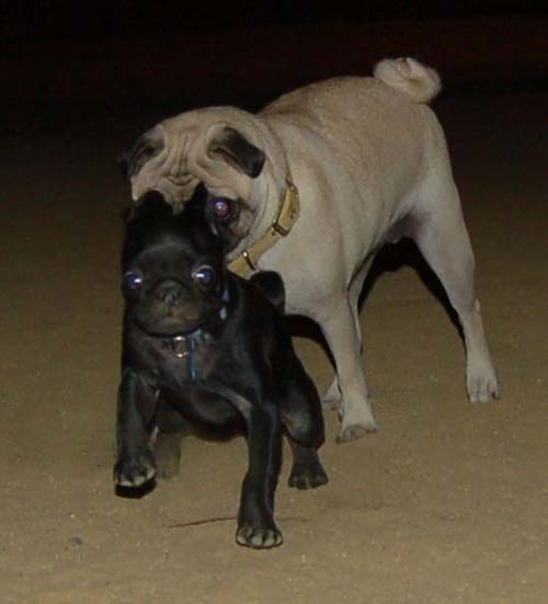 Hug Pug Sunday September 18, 2005