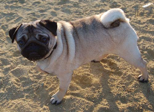 Hug Pug Sunday September 11, 2005