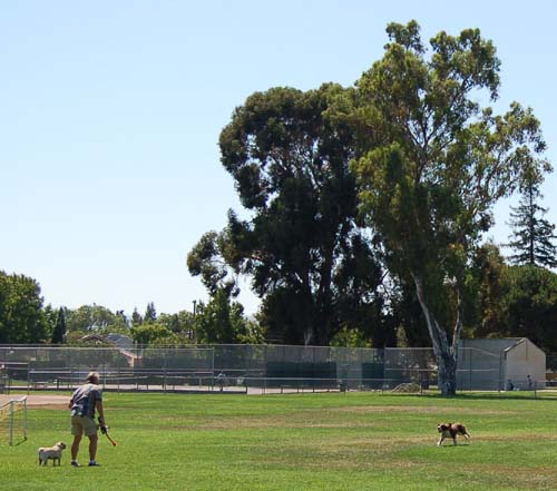 Sheba having puppy chasing fun with a friend