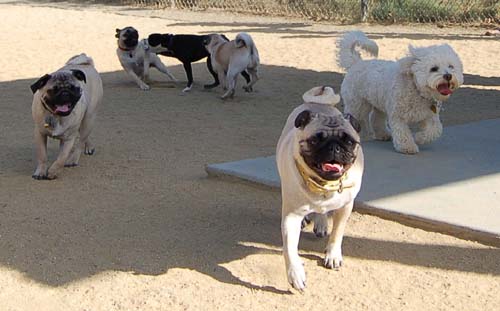 Hug Pug Sunday October 2, 2005