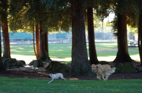 Daisy, Sheba and Gang - Week in Review