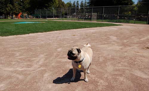 Sheba in the baseball field running the bases