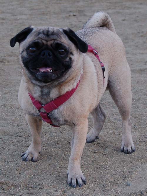 Rap Sunday at the Mountain View Dog Park