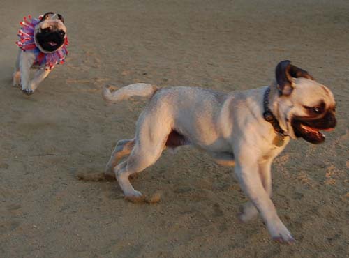 Hug Pug Sunday September 11, 2005