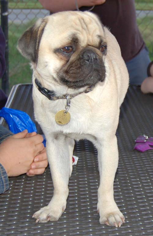 Hug Pug Sunday September 18, 2005