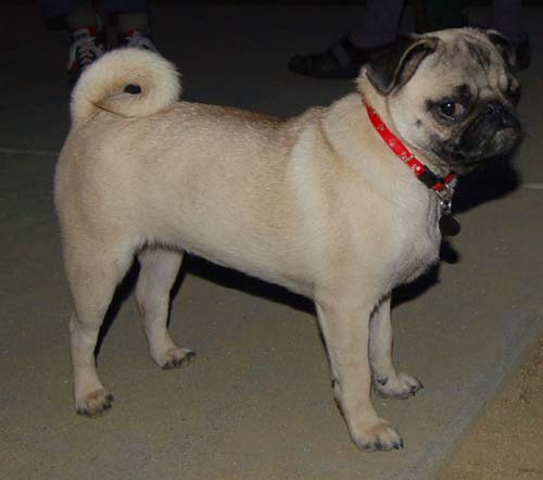 Hug Pug Sunday September 11, 2005