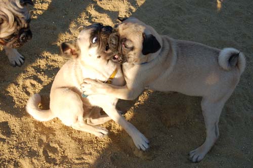 Hug Pug Sunday August 14 2005 - Week in Review