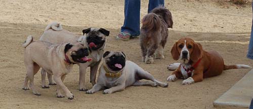 Hug Pug Sunday September 25, 2005