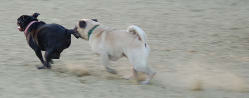 Hug Pug Sunday September 18, 2005