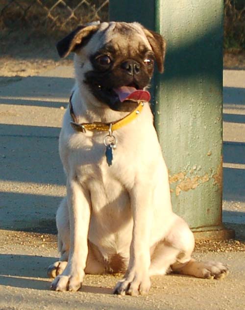 Hug Pug Sunday August 28, 2005