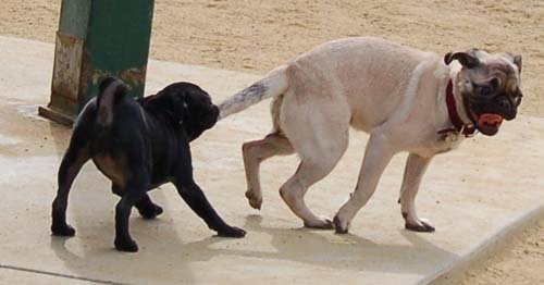 Hug Pug Sunday September 25, 2005