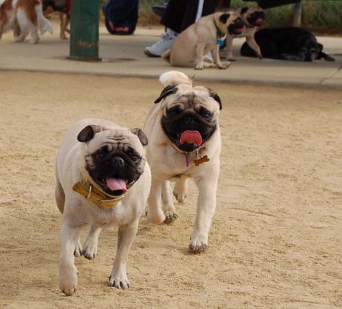 Hug Pug Sunday September 25, 2005