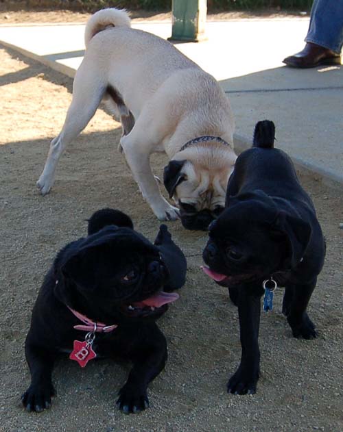 Hug Pug Sunday October 16, 2005