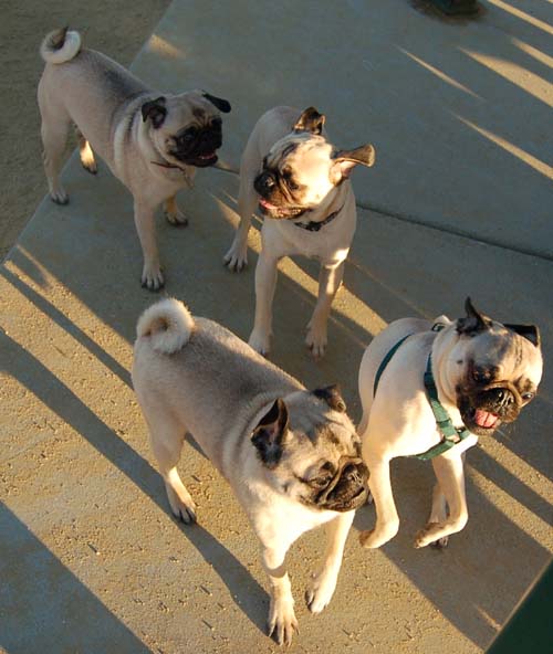Friendly Pugs