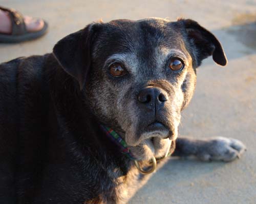Dakota watching the little dogs