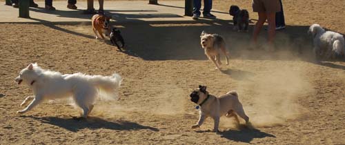 Hug Pug Sunday October 9, 2005