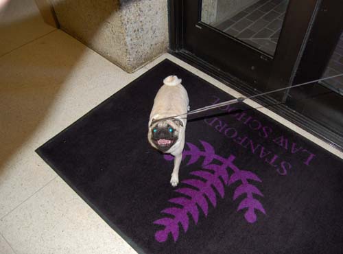 Sheba at Stanford Law School