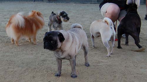 Friendly Pugs