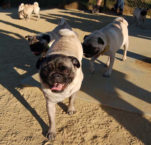 Friendly Pugs