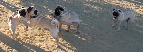 Friendly Pugs