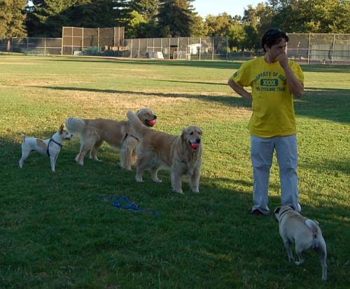 Daisy, Sheba and Gang - Week in Review