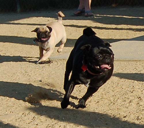 Bella running down the middle