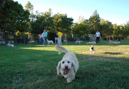 Daisy, Sheba and Gang - Week in Review