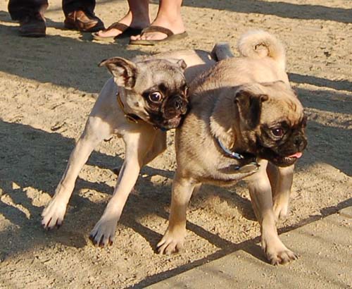Pug Puppies playing