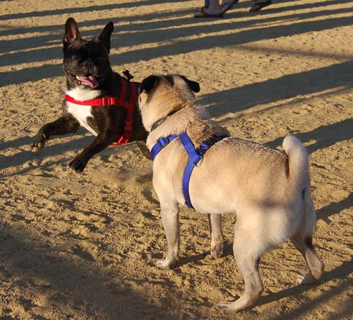 Hug Pug Sunday August 28, 2005