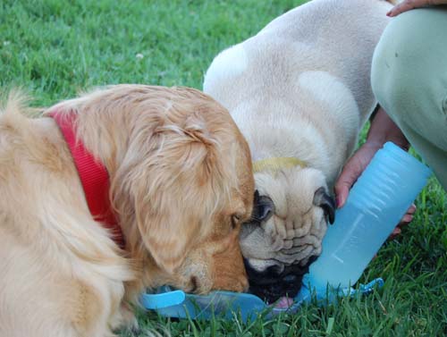 Daisy, Sheba and Gang - Week in Review