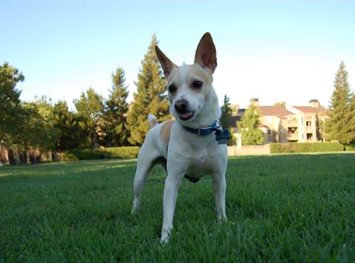 Daisy, Sheba and Gang - Week in Review