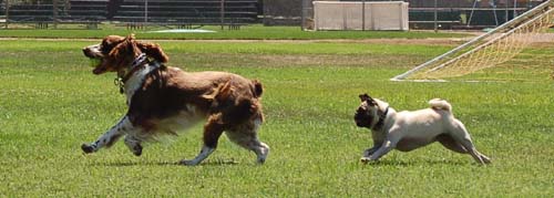 Sheba having puppy chasing fun with a friend