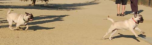 Hug Pug Sunday August 14 2005 - Week in Review