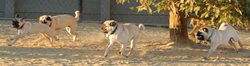 Hug Pug Sunday September 4, 2005