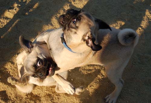 Hug Pug Sunday August 14 2005 - Week in Review