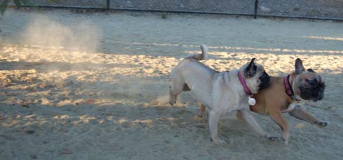 Hug Pug Sunday August 28, 2005