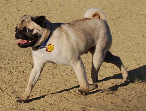 Pugsy making the rounds