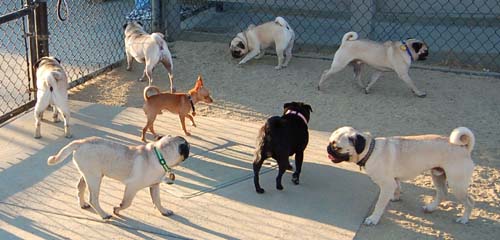 Friendly Pugs