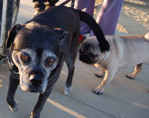 Hug Pug Sunday September 11, 2005